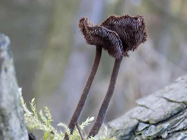 lopatovka obyčajná Auriscalpium vulgare Gray