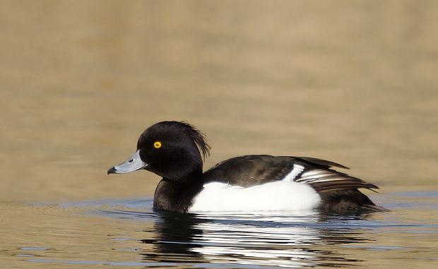 chochlačka vrkočatá Aythya fuligula