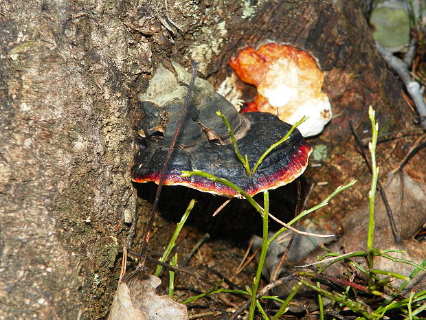 práchnovček pásikavý Fomitopsis pinicola (Sw.) P. Karst.