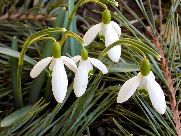 snežienka jarná Galanthus nivalis L.