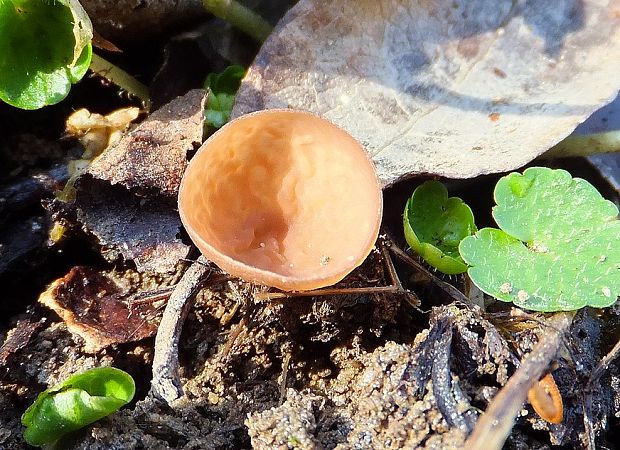 hľuznatka  Sclerotinia ficariae Rehm