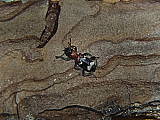 pestroš mravcový