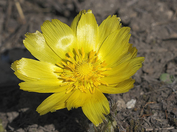 hlaváčik jarný Adonis vernalis L.