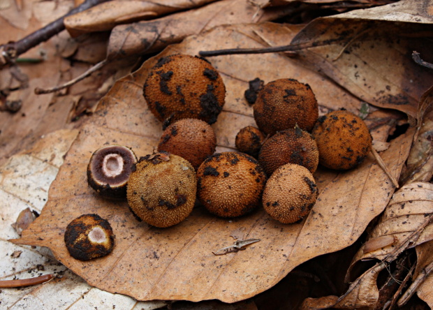 srnka ježatá Elaphomyces muricatus Fr.