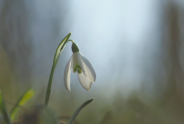 snežienka jarná Galanthus nivalis L.