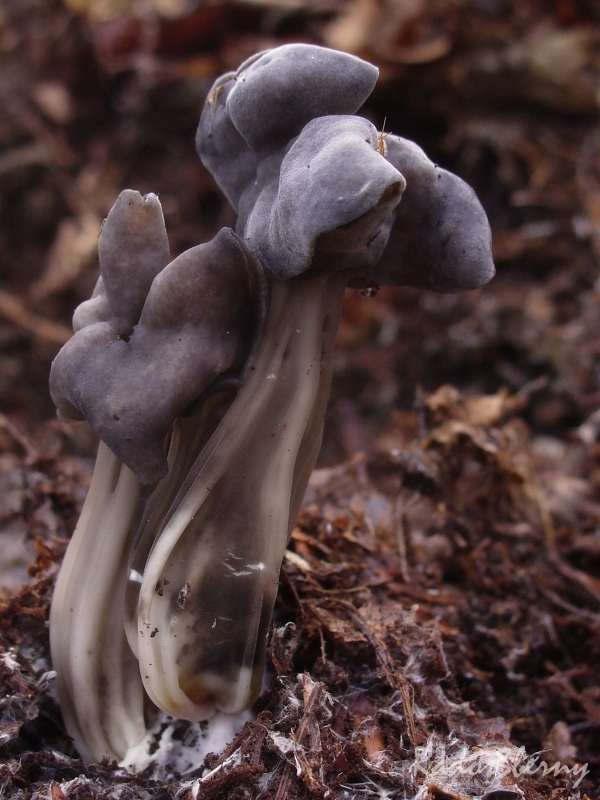 chriapač jamkatý Helvella lacunosa Afzel.