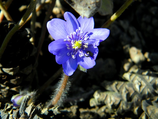 pečeňovník trojlaločný Hepatica nobilis Schreb.