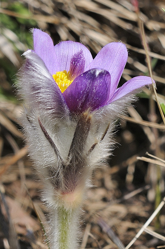 poniklec veľkokvetý Pulsatilla grandis Wender.