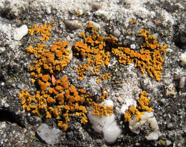 diskovník oranžový Xanthoria elegans (Link) Th. Fr.