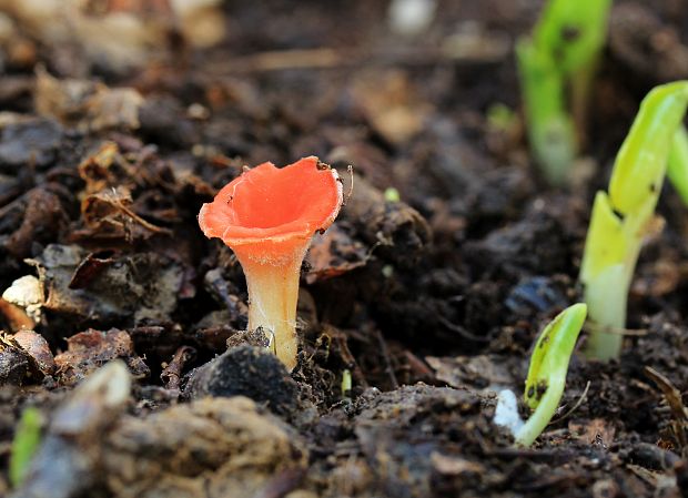 ohnivček zimný Microstoma protractum (Fr.) Kanouse