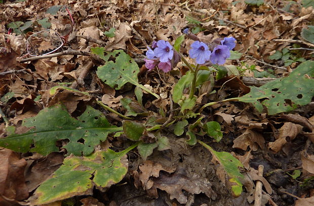 pľúcnik lekársky Pulmonaria officinalis L.