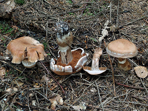 pavučinovec sivohnednúci Cortinarius griseofuscescens Rob. Henry