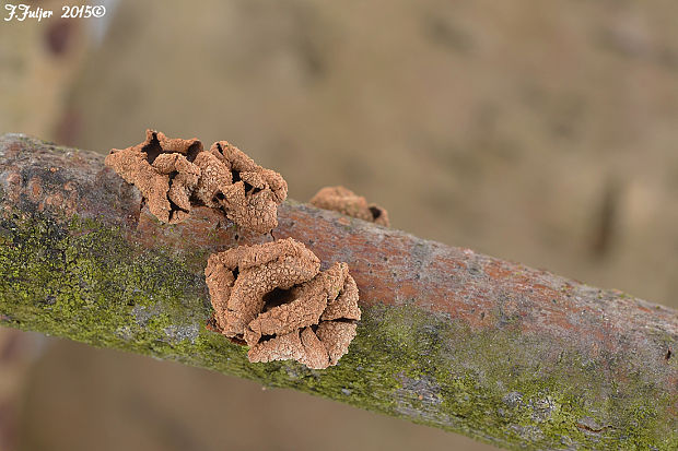 dutinovka otrubnatá Encoelia furfuracea (Roth) P. Karst.