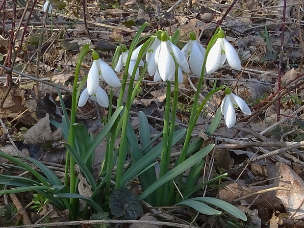 snežienka jarná Galanthus nivalis L.