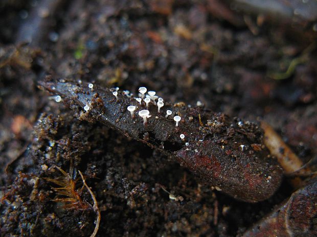 čiašenka Gemmina sp.