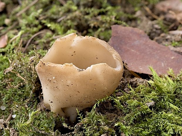 chriapač sosnový Helvella leucomelaena (Pers.) Nannf.