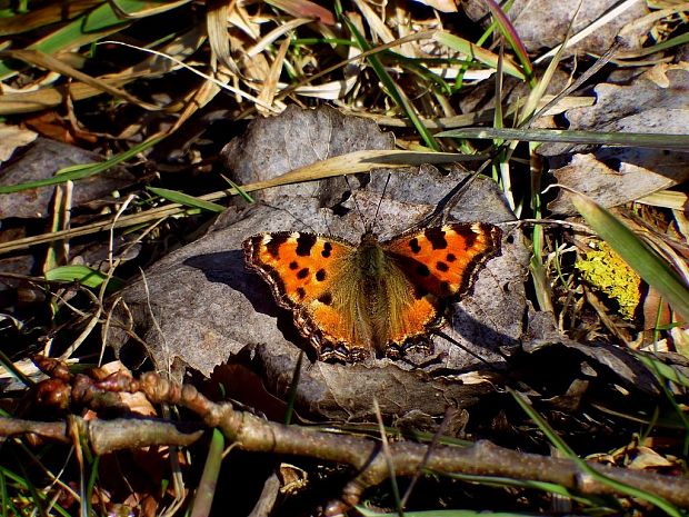 babôčka brestová (sk) / babočka jilmová (cz) Nymphalis polychloros Linnaeus, 1758