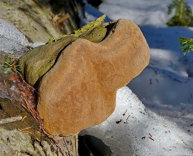 ohňovec Hartigov Phellinus hartigii (Allesch. & Schnabl) Pat.