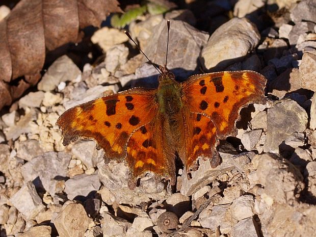 bábôčka zubatokrídla Polygonia c-album