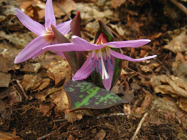 kandik psí Erythronium dens-canis L.