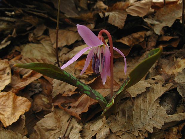 kandik psí Erythronium dens-canis L.