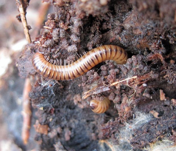 mnohonôžka malá Leptophyllum nanum Latzel