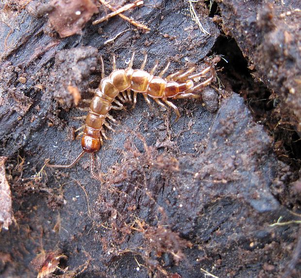 stonôžka obyčajná Lithobius forficatus L.