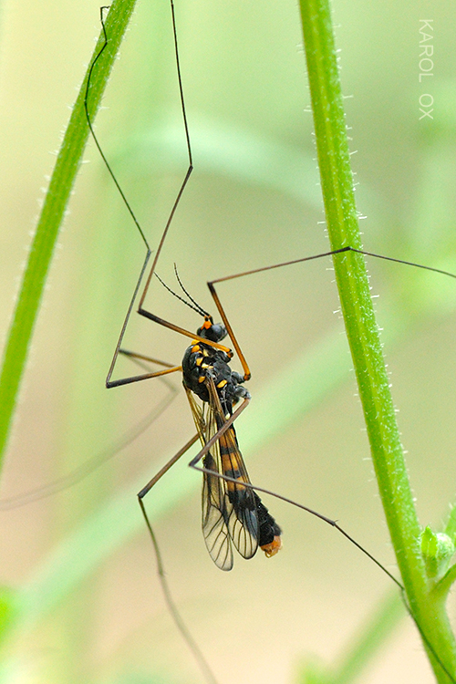 tipuľa poľná  Nephrotoma crocata