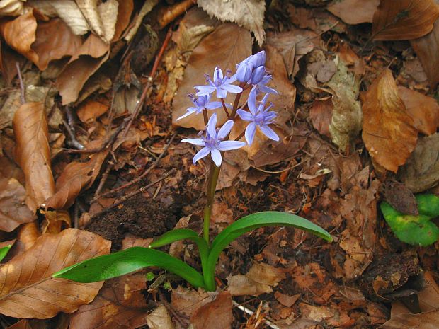 scila severná bukovská Scilla drunensis subsp. buekkensis (Speta) Kereszty