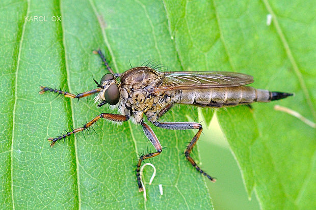 muchárka Tolmerus cingulatus  ♀