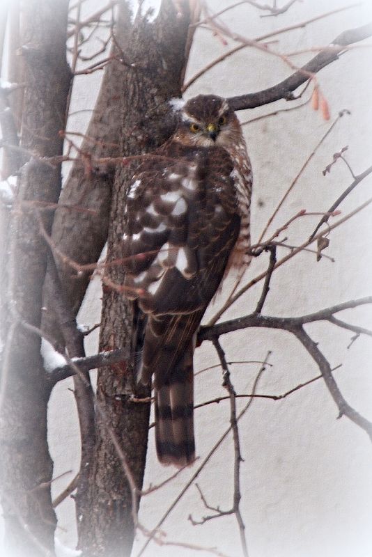 jastrab krahulec - samica Accipiter nisus