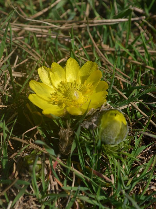 hlaváčik jarný Adonis vernalis L.