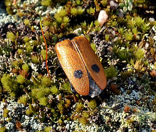 majkovité Apalus bimaculatus, Meloidae