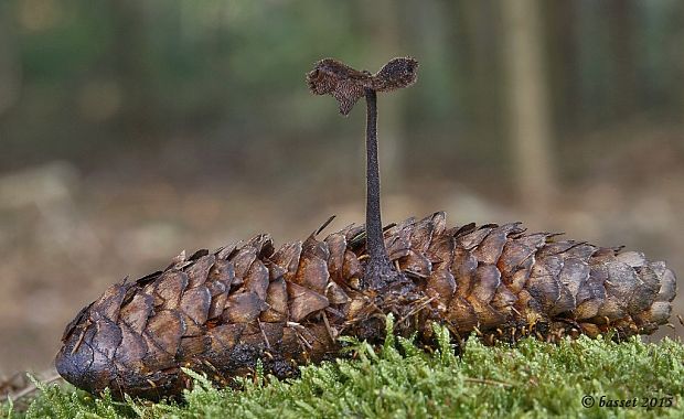 lopatovka obyčajná Auriscalpium vulgare Gray