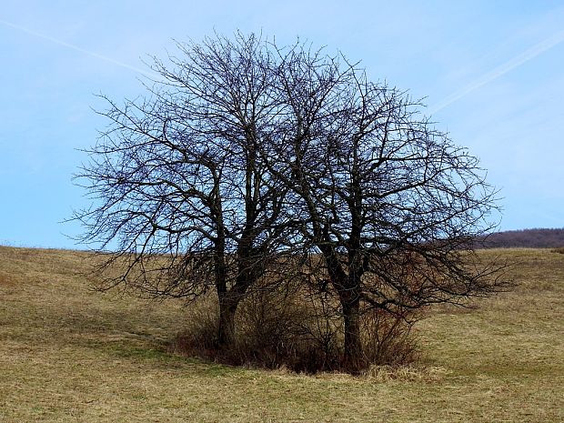 splynutie čerešní Cerasus sp.