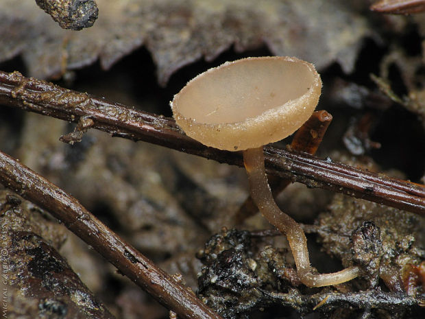 jahňadka obyčajná Ciboria amentacea (Balb.) Fuckel