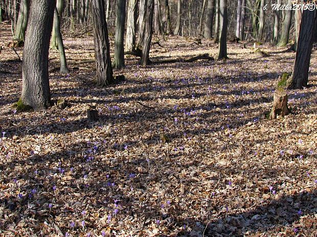 šafran spišský-biotop Crocus discolor G. Reuss