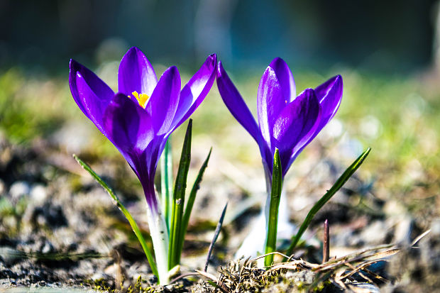 šafran Crocus sp.