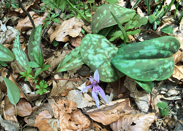 kandik psí Erythronium dens-canis L.