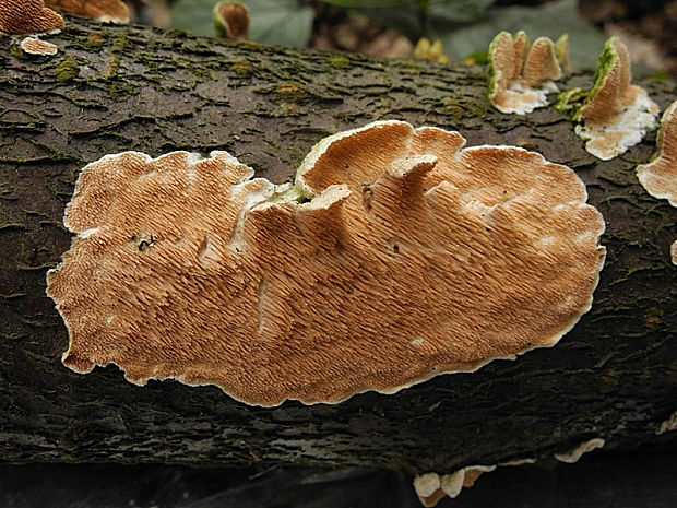 srsťovec okrovožltý Steccherinum ochraceum (Pers.) Gray