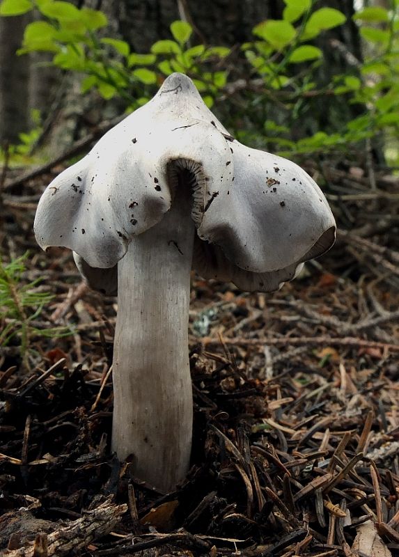 čírovka štipľavá Tricholoma virgatum (Fr.) P. Kumm.