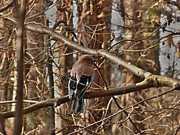 sojka škriekavá Garrulus glandarius Linnaeus, 1758