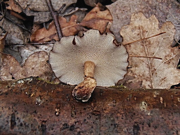 trúdnik zimný Lentinus brumalis (Pers.) Zmitr.