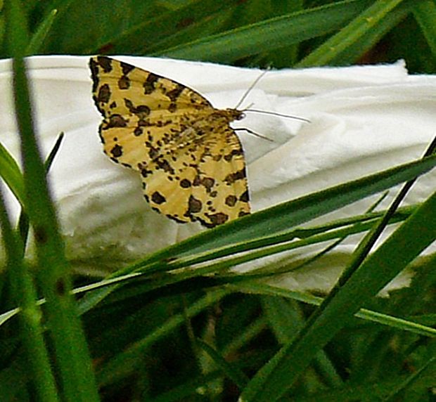 listnatka hluchavková Pseudopanthera macularia Linnaeus, 1758