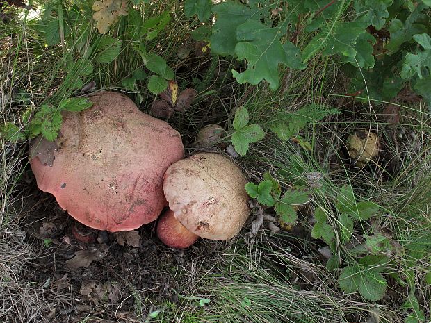 hríb Le Galovej Rubroboletus legaliae (Pilát & Dermek) Della Maggiora & Trassin.