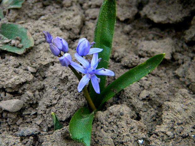 scila severná bukovská Scilla drunensis subsp. buekkensis (Speta) Kereszty