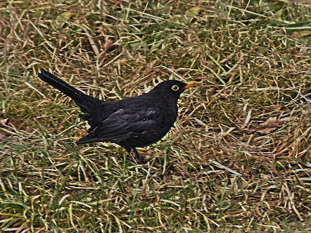 drozd čierny Turdus merula Linnaeus, 1758