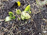 už sa tlačia aj hyacinty