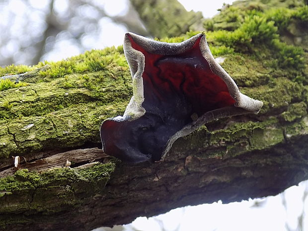 uchovec bazový Auricularia auricula-judae (Bull.) Quél.