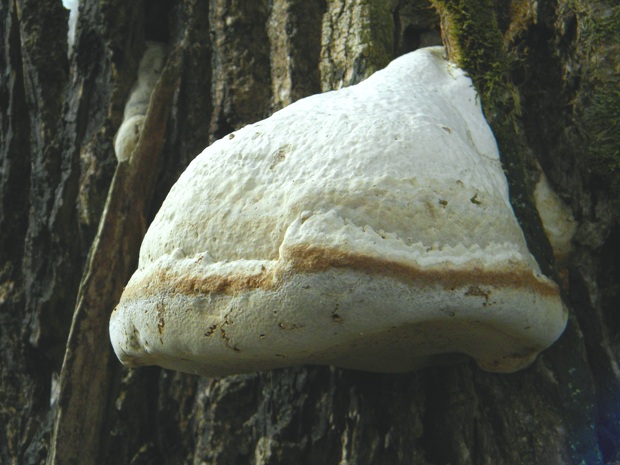 práchnovec kopytovitý Fomes fomentarius (L.) J.J. Kickx